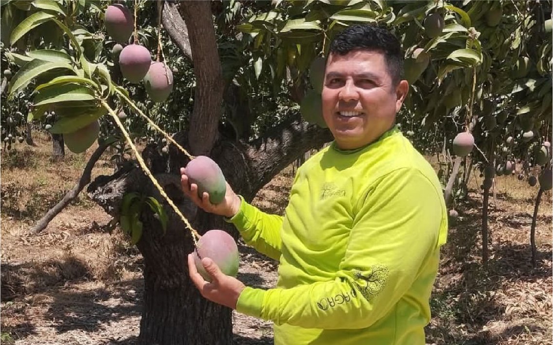 Cul_Mango_Kent_20_