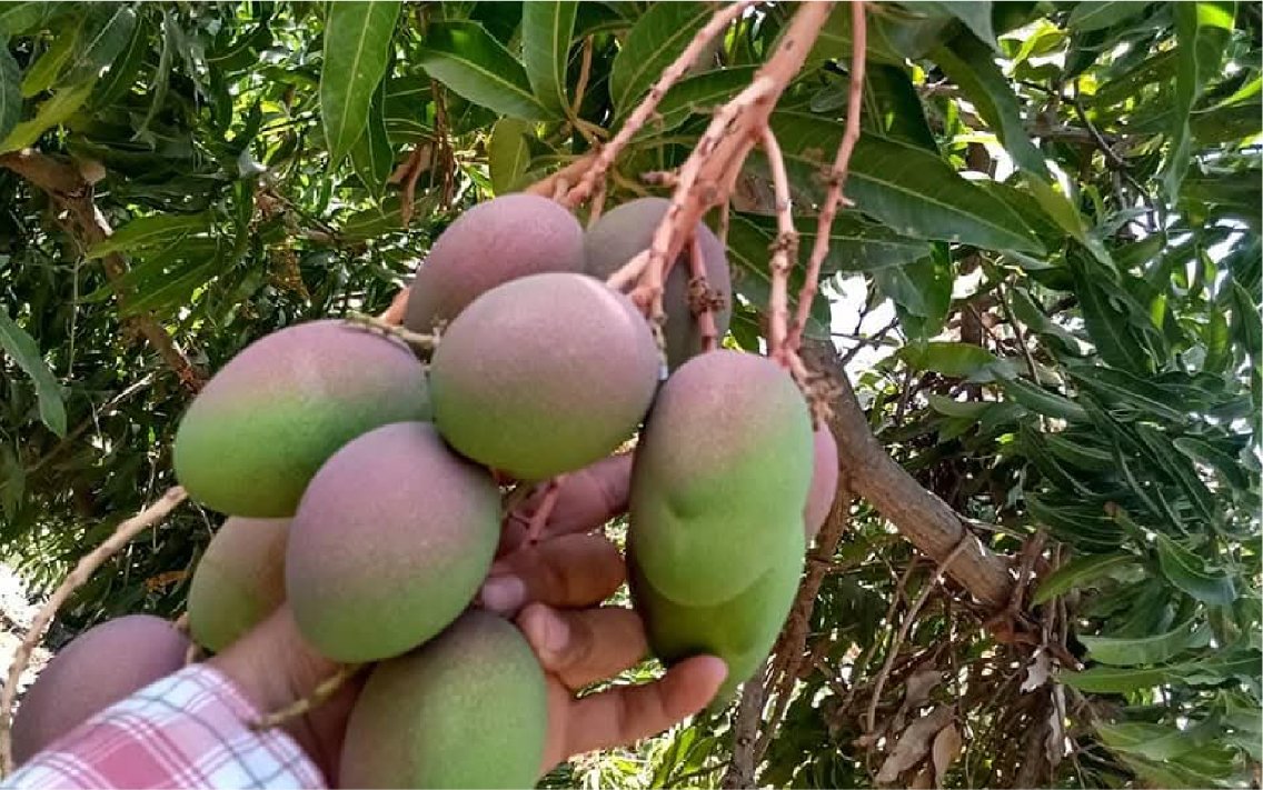 Cul_Mango_haden_15_