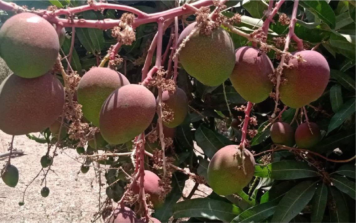 Cul_Mango_haden_16_
