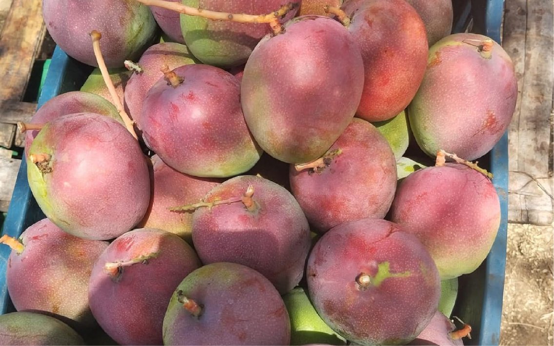 Cul_Mango_haden_31_