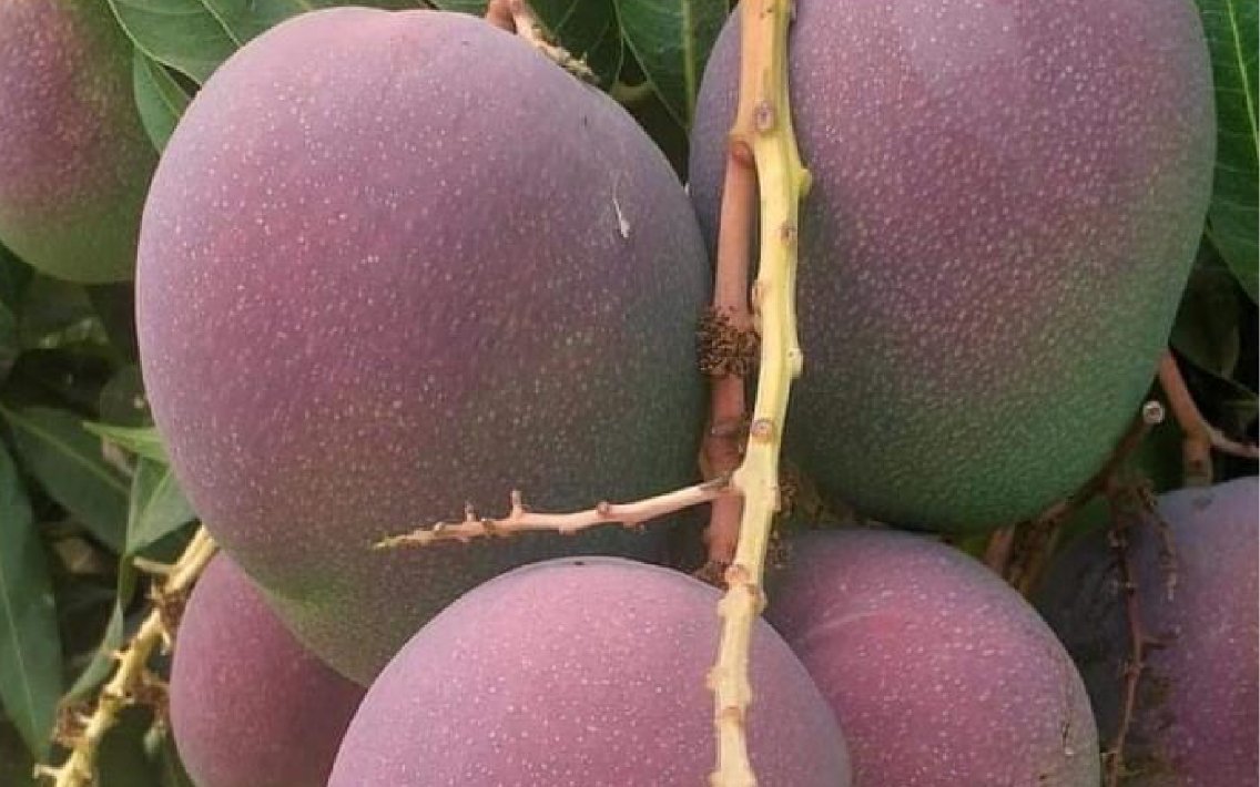 Cul_Mango_haden_33_