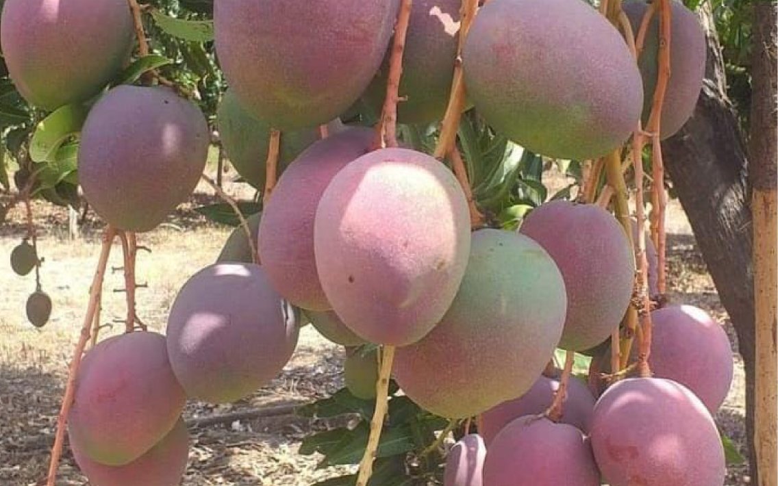 Cul_Mango_haden_34_