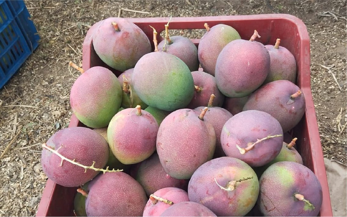 Cul_Mango_haden_36_
