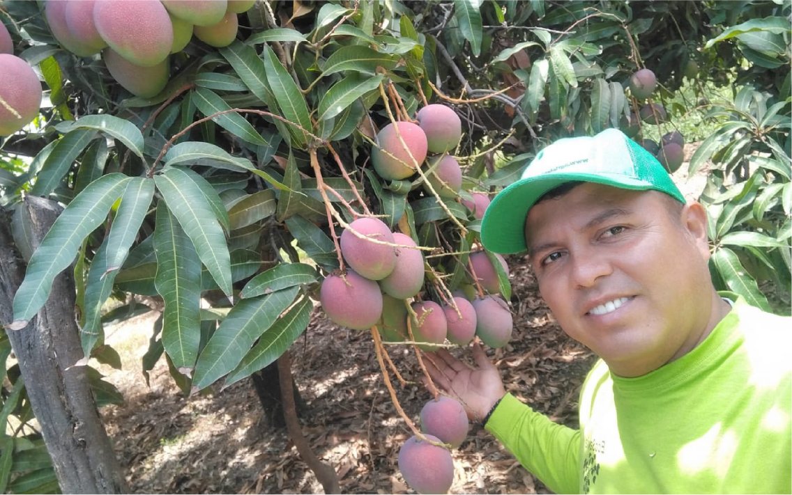 Cul_Mango_haden_37_