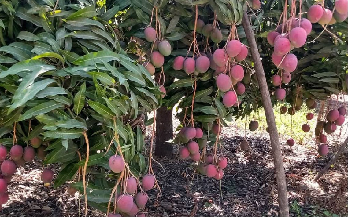 mango_haden_v1