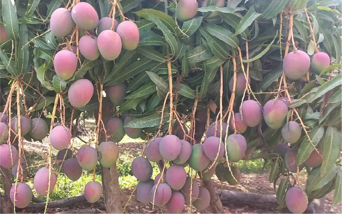 mango_haden_v2