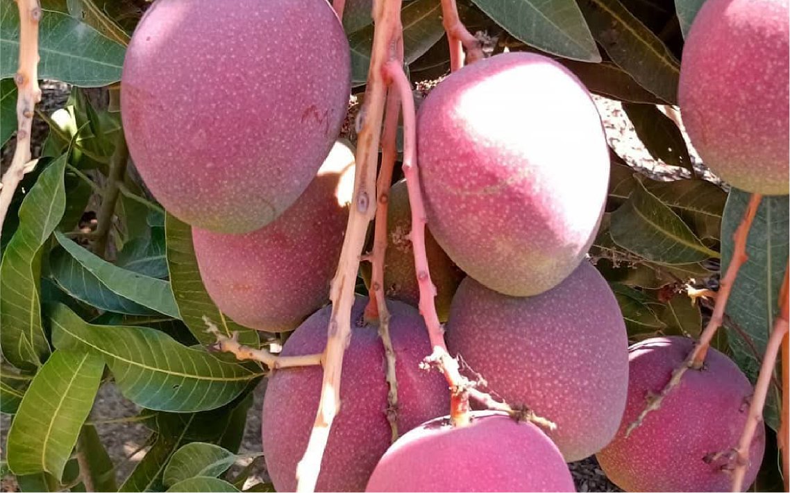 mango_haden_v3