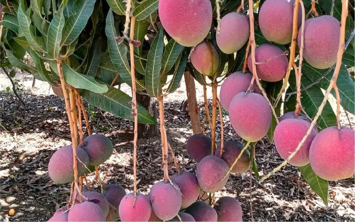 mango_haden_v4