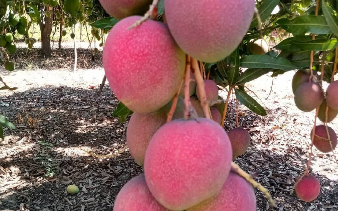 mango_haden_v5