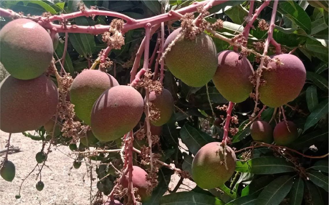 mango_haden_v6