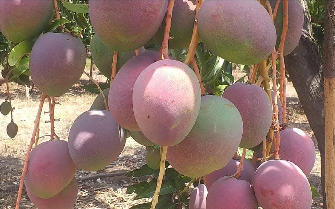 mango_haden_v8