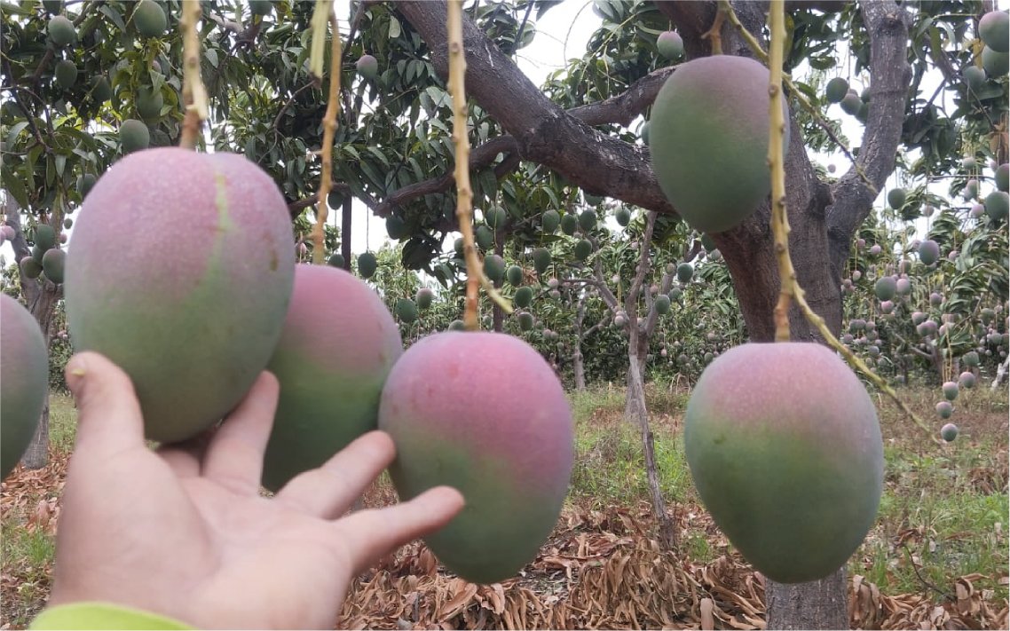 mango_kent_v9