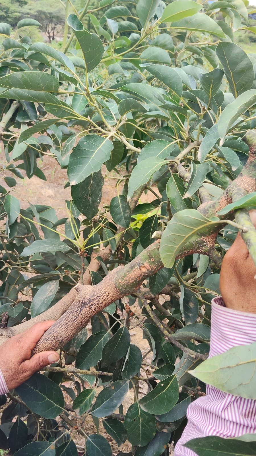 WhatsApp Image 2026-02-11 at 2.25.00 PM (1)